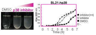 Bacterial growth rescue by p38 kinase inhibitor