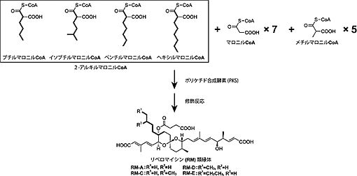 リベロマイシン構造多様化に関わる伸長基質