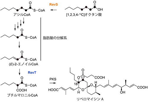 RM-Aのアルキル側鎖の生合成